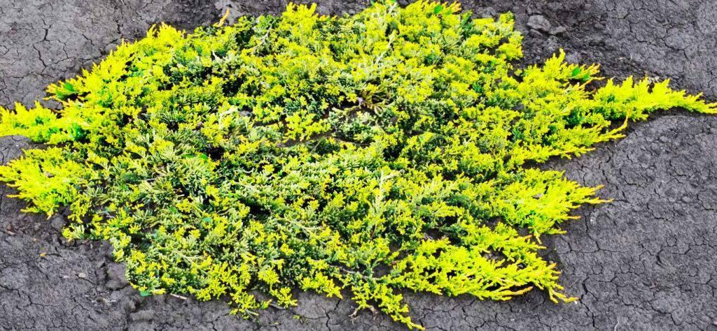 Можжевельник горизонтальный Golden Carpet С3, фото 1