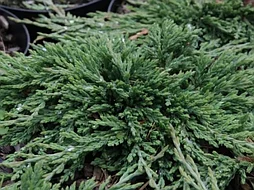 Можжевельник горизонтальный Pancake С3