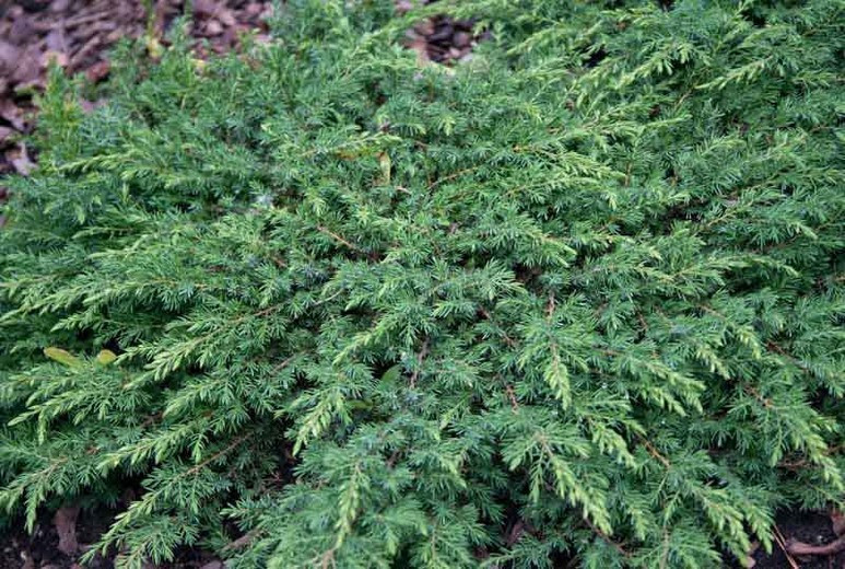 Можжевельник обыкновенный Green Carpet  С3