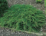 Можжевельник обыкновенный Green Carpet  С3, фото 3