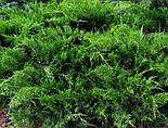 Можжевельник Пфитцериана Mint Julep  С5, фото 2