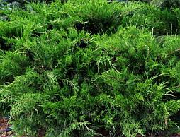 Можжевельник Пфитцериана Mint Julep  С3