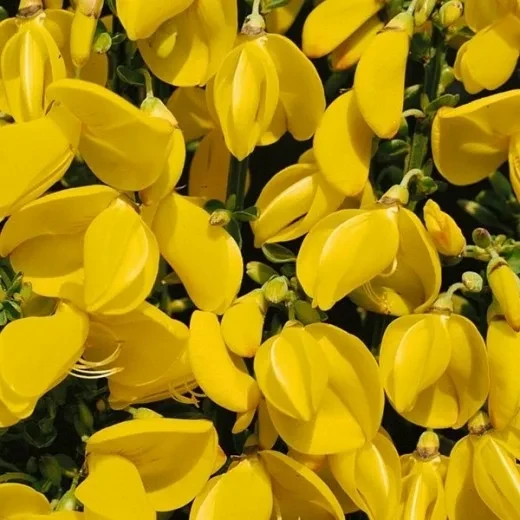 Ракитник Golden Sunlight С3