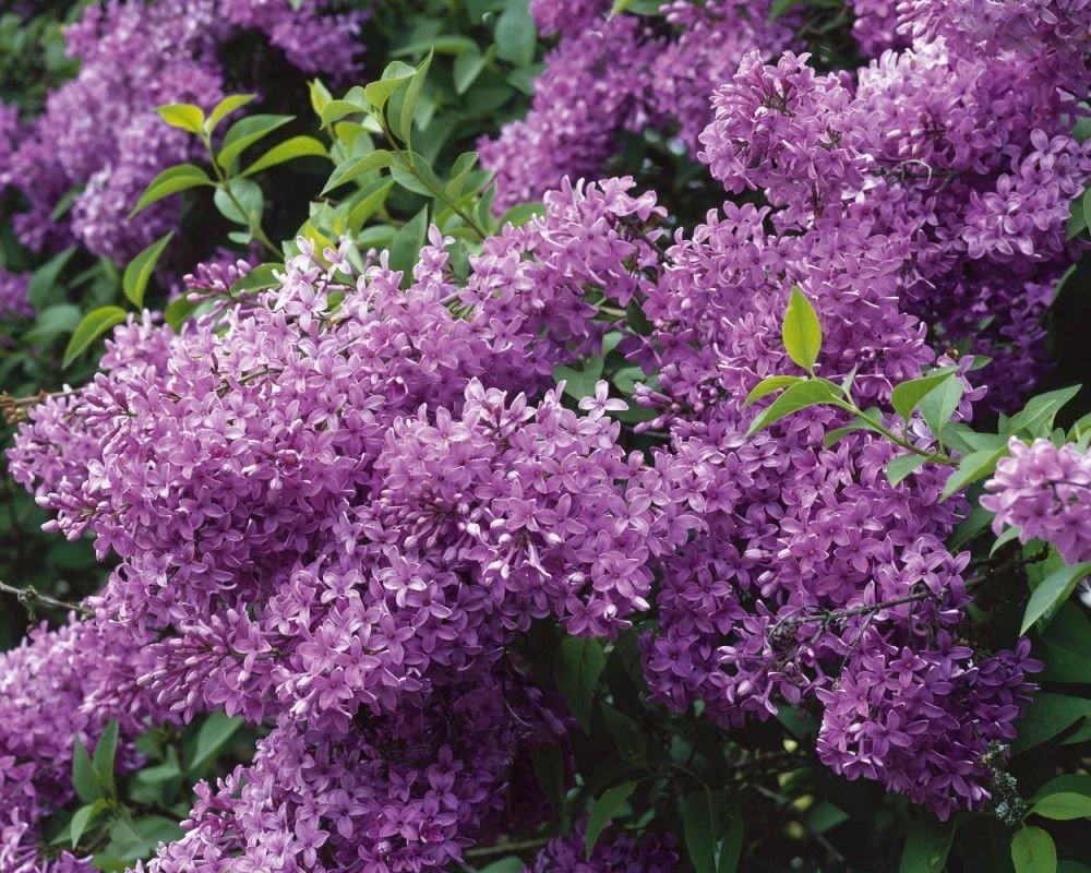 Сирень обыкновенная Amethyst  Р9