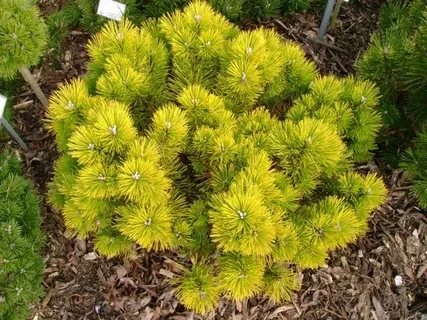 Сосна черная Golden Glow С5, фото 1