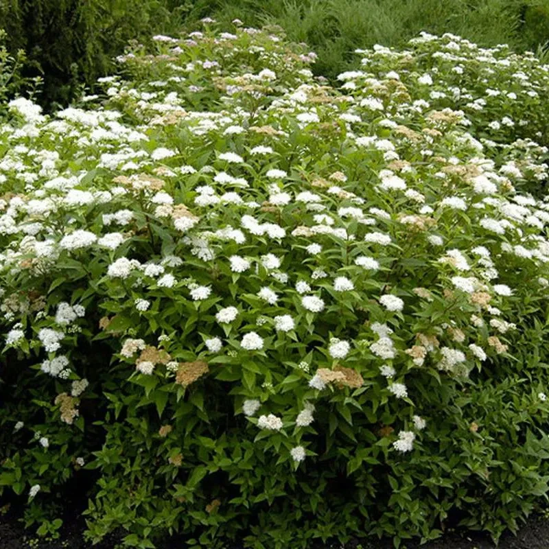 Спирея японская Albiflora  С3