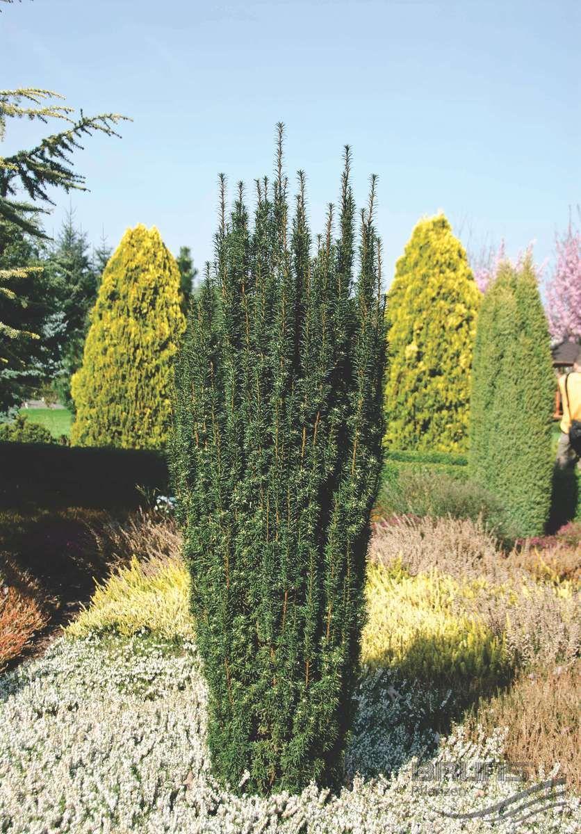 Алғашқы жыныстық оргазм Pornohub қыздарының танымал фотосуреттері