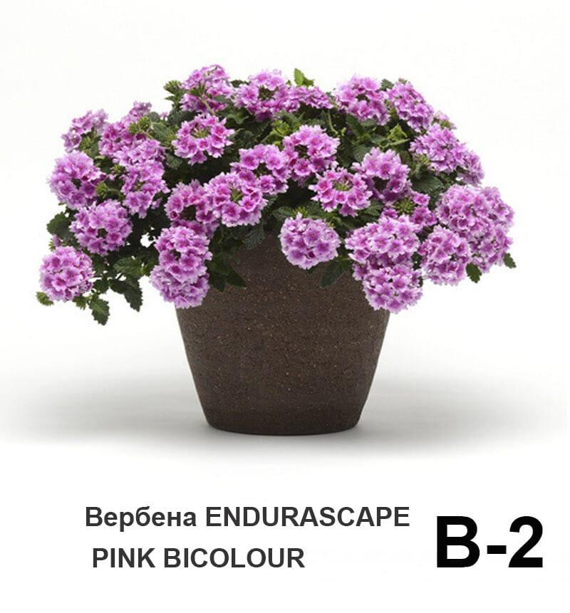 Вербена EnduraScape Pink Bicolour