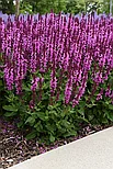 Шалфей дубравный Sensation (medium pink)	P9, фото 3