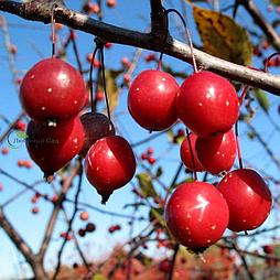 Яблоня декоративная Prairiefire	C12