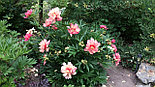 Пион ИТО Julia Rose ОКС, фото 3