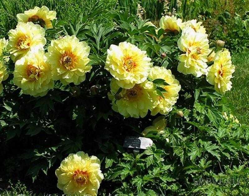Пион Garden Treasure с5