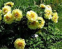Пион Garden Treasure с5