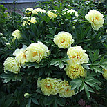 Пион Garden Treasure с5, фото 3