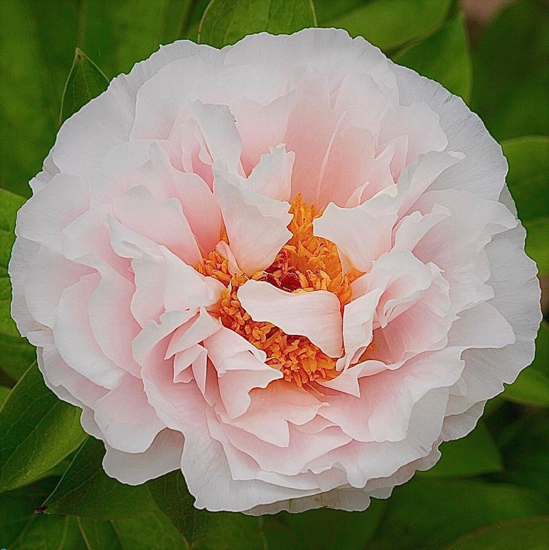 Пион Blushing Princess с5