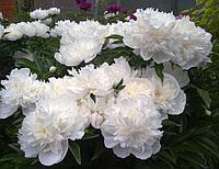 Пион Duchesse de Nemours с5