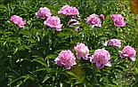 Пион Mr's J.V. Edlund   с5, фото 3