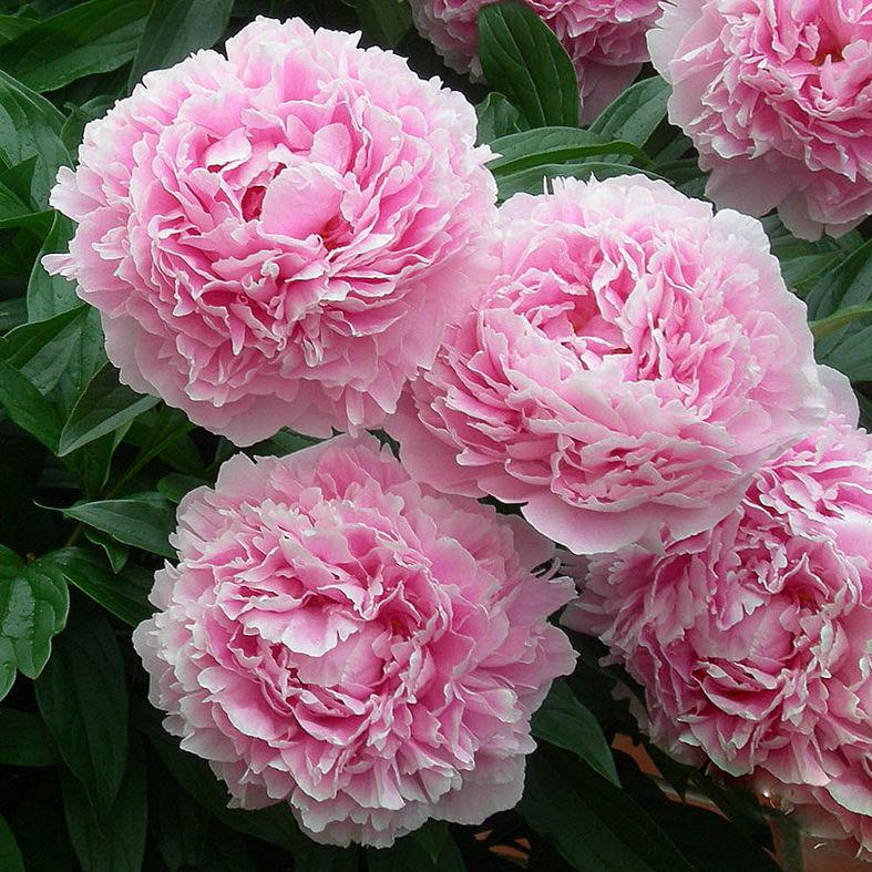 Пион Sarah Bernhardt с5