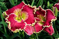 Лилейник Color Symphony с5