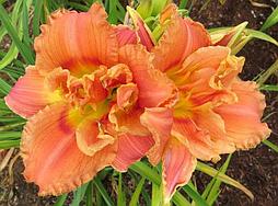 Лилейник Congo Coral  с5