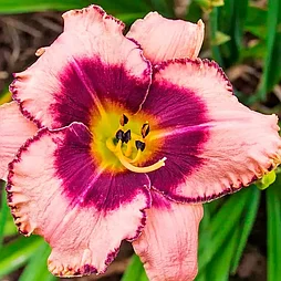 Лилейник Daring Deception с5