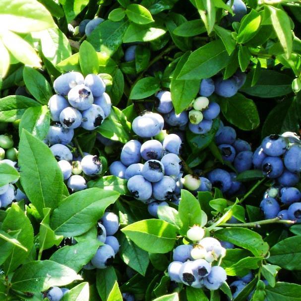 Голубика Патриот С3, фото 1