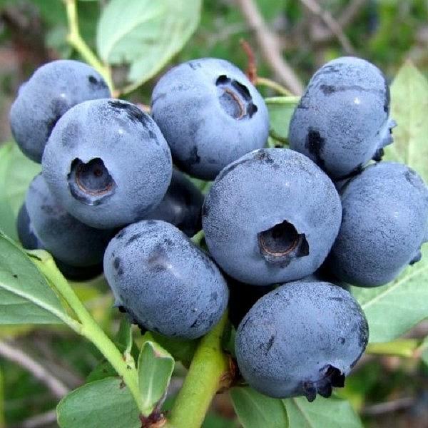 Голубика Спартан с2, фото 1