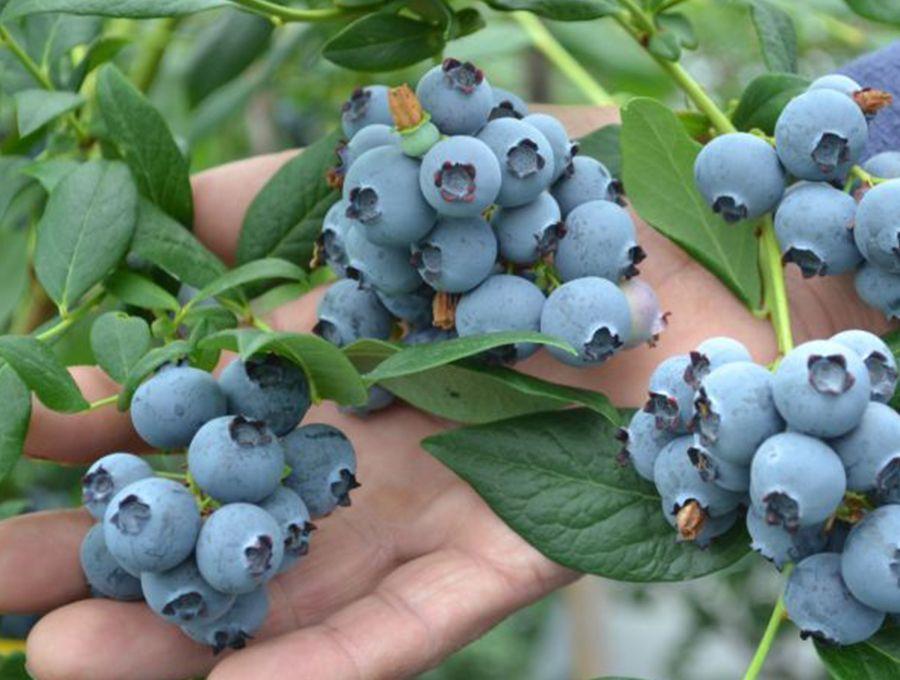 Минералды сулар