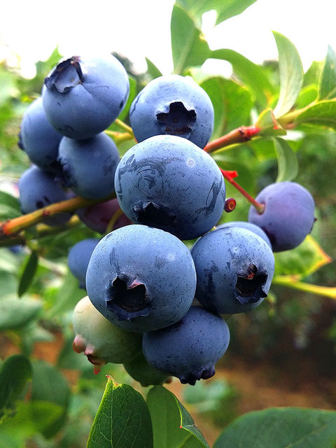 Топтық секстегі бір ақымақ топтағы порно видео