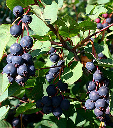 Ирга Слейт С1