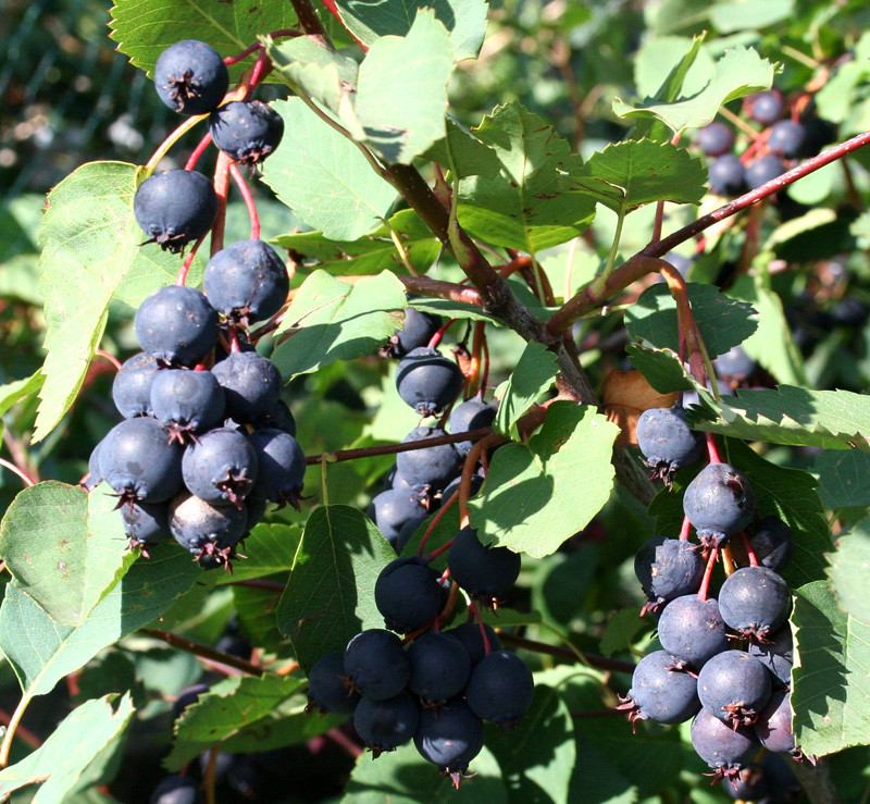 Ирга Мартин С1, фото 1