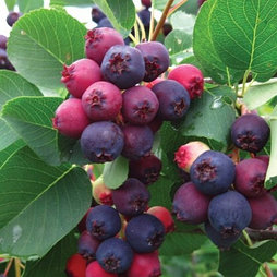 Ирга Нортлайн С1