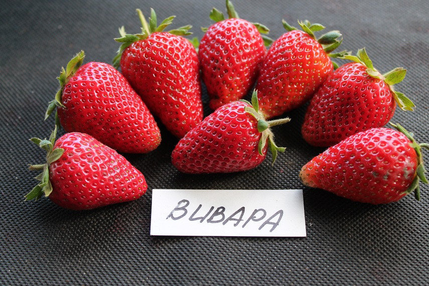 Трусикидегі орыс әйелдерімен жыныстық қатынас