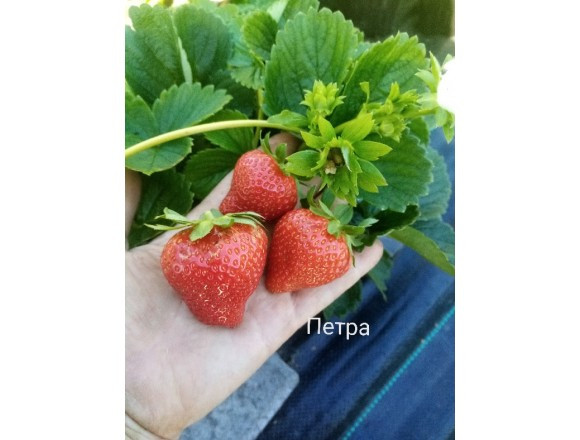 Жалаңаш жұлдыздарды онлайн көріңіз