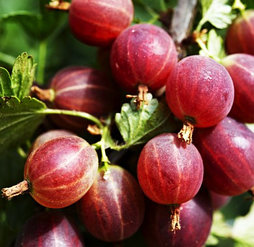 Крыжовник "Колобок"