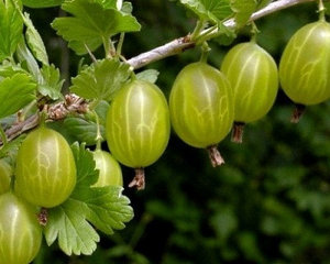 Сперматозоидтардың теңіздері