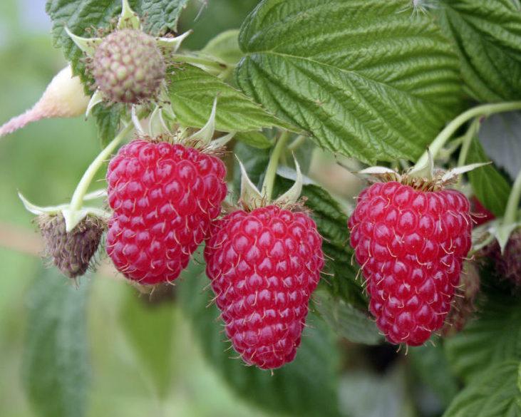 Малина Маравилла ОКС (Связка 20шт), фото 1