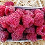 Малина Полана инвитро С2, фото 2