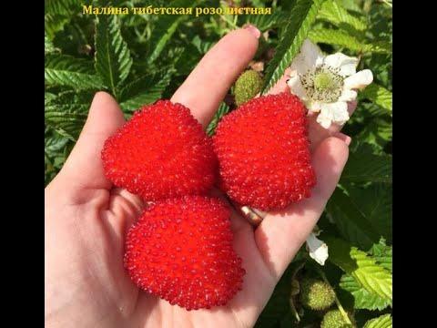 Малина Тибетская инвитро  С2