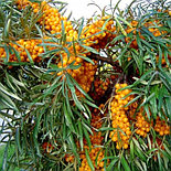 Облепиха Клавдия С1,5, фото 2