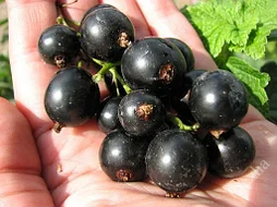 Смородина Тисел ОКС