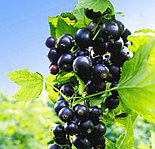 Смородина Тисел С3, фото 2