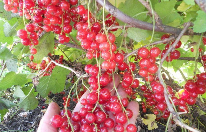 Смородина Йонкер ван Тетс  Р9, фото 1