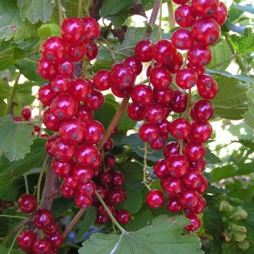 Желідегі хардкор секс бейнелері