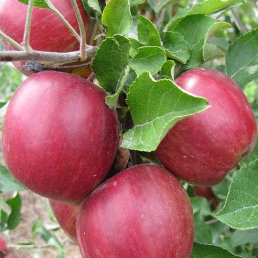 Пискадағы мүшесін сезіну Оливия Керемет онлайн порно