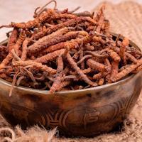 Кордицепс - свойства гриба и его применение