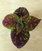 Колеус ПН Балу/ укорененный черенок