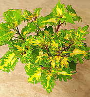 Колеус Посейдон/ укорененный черенок