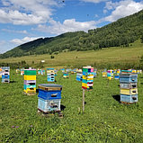 Горный мёд 370 гр, фото 6
