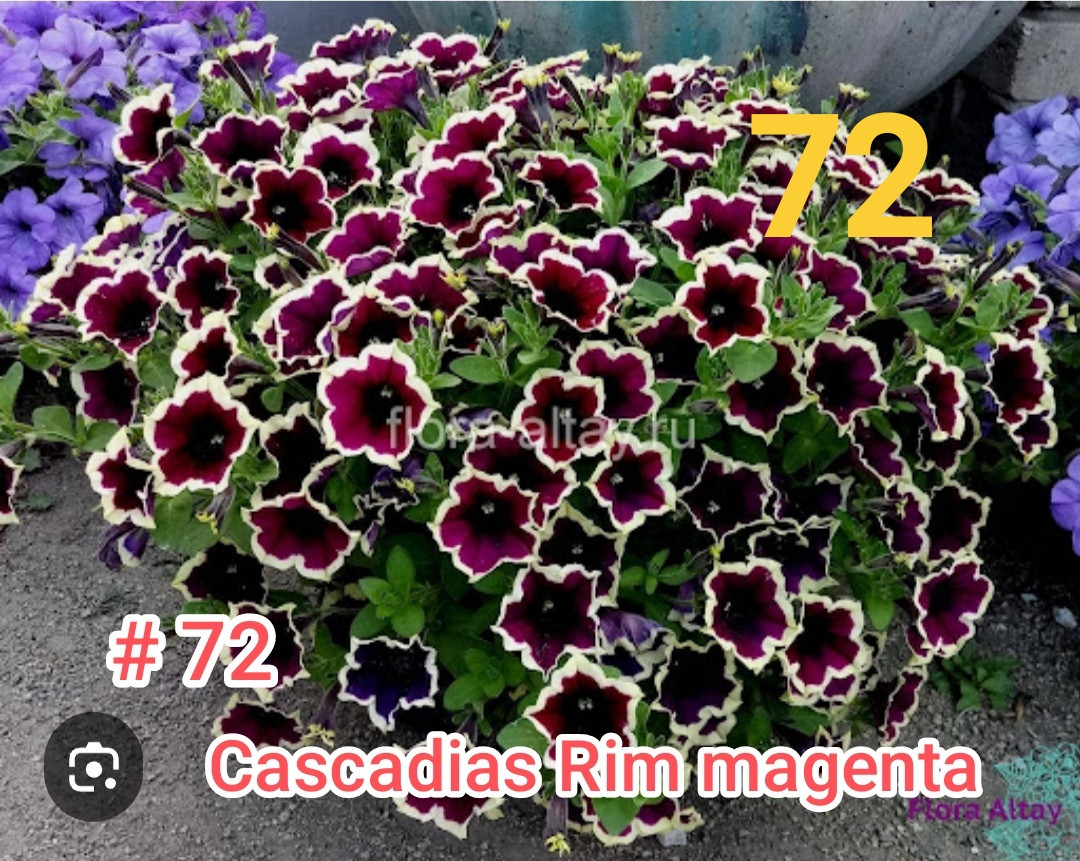 Петуния вегетативная Cascadias Rim magenta (укоренённый черенок)